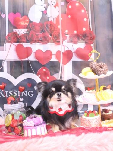 20250208プリンちゃん